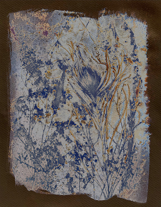 Cyanotype artwork with blue and brown abstract botanicals on a dark brown background. Reminiscent of the historical photo process of botanist and artist, Anne Atkins. 